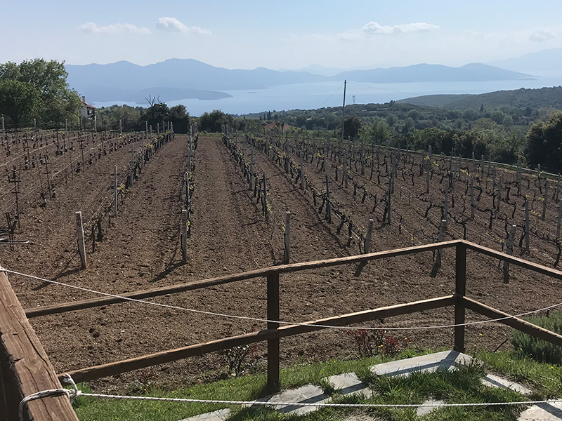 Cycling at the vineyards